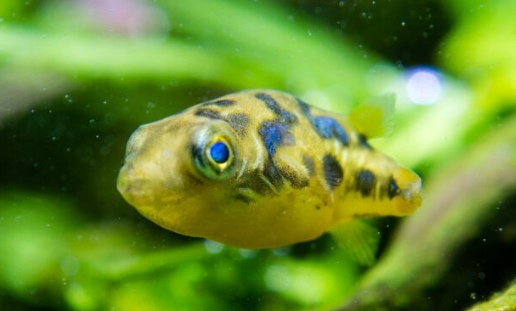 Zwergkugelfisch