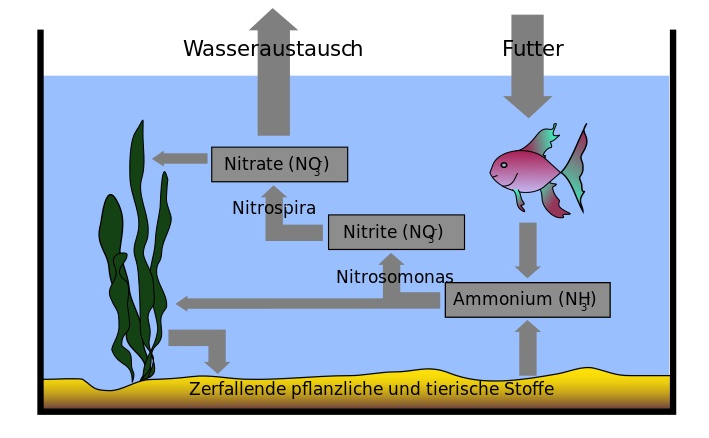 kreislauf