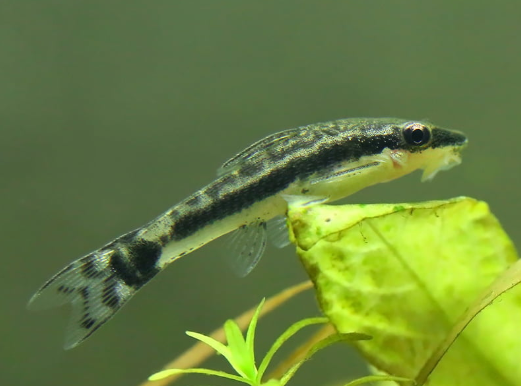 Ohrgitter-Harnischwels